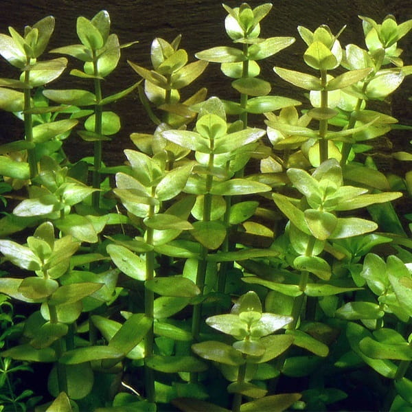 Bacopa Caroliniana bacopa karolińska in vitro
